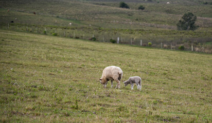 Fototapeta premium Corriedale sheep feeding in a green field on a cold morning in southern Brazil
