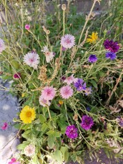 wild flowers in the garden