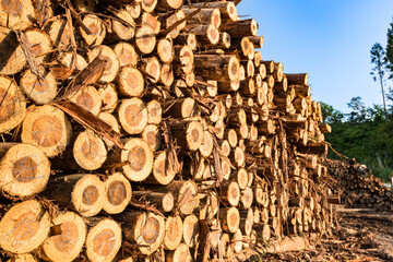 日本　林業春の伐採現場の貯木場