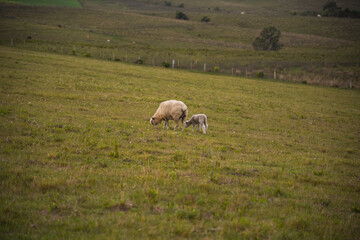 Fototapeta premium Corriedale sheep feeding in a green field on a cold morning in southern Brazil