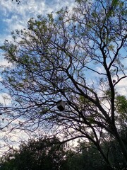 Bird house in a tree