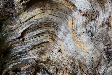 Texture of bark of a beech tree with insect holes