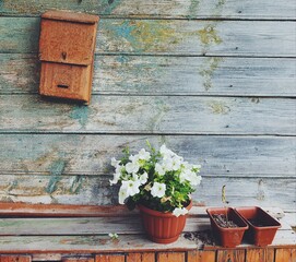 window with flowers