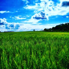 Obraz premium green field and blue sky