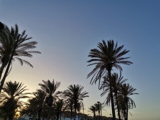 Fototapeta na wymiar View of palm trees at sunset