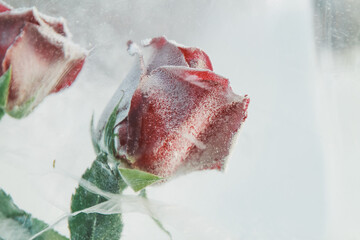 Frozen beautiful red rose flower in ice cube