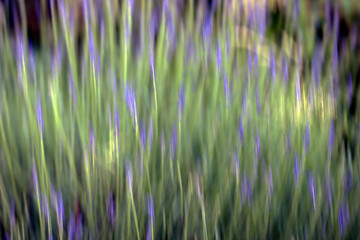 grass in the wind, sweden, nacka, stockholm