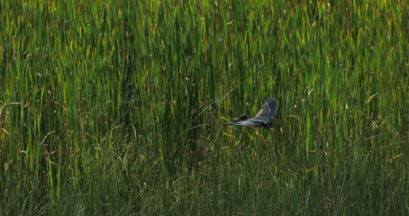 Belted Kingfisher Flying Across Tall Grass