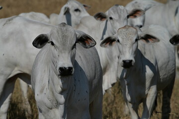 Pecu&aacute;ria, Bovinocultura, Nelore, Fazenda, Mato grosso, Cerrado, Brasil, corte, frigor&iacute;fico