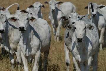 Pecuária, Bovinocultura, Nelore, Fazenda, Mato grosso, Cerrado, Brasil, corte, frigorífico