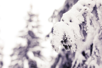 Winter landscape, luxury ski resorts in Europe, beautiful pine trees around the mountains covered with snow, beauty of wintertime nature