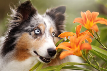 Sheltie Portrait Gesicht Lilie