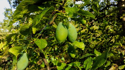 green young plums on a branch