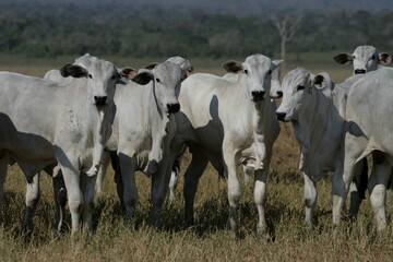 Pecuária, Bovinocultura, Nelore, Fazenda, Mato grosso, Cerrado, Brasil, corte, frigorífico