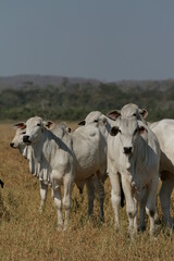Pecuária, Bovinocultura, Nelore, Fazenda, Mato grosso, Cerrado, Brasil, corte, frigorífico