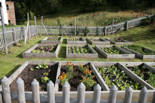 Outdoors vegetable garden