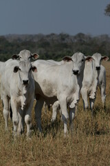 Pecuária, Bovinocultura, Nelore, Fazenda, Mato grosso, Cerrado, Brasil, corte, frigorífico