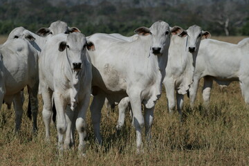 Pecuária, Bovinocultura, Nelore, Fazenda, Mato grosso, Cerrado, Brasil, corte, frigorífico