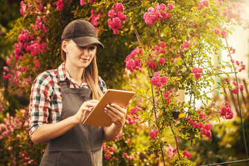 woman agronomist makes quality control breeding of new varieties of roses