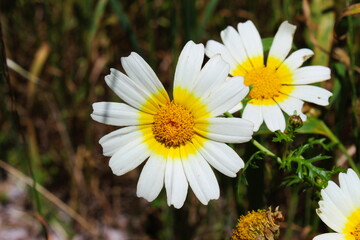 Fototapeta premium Glebionis coronaria, Chrysanthemum coronarium wild flower.