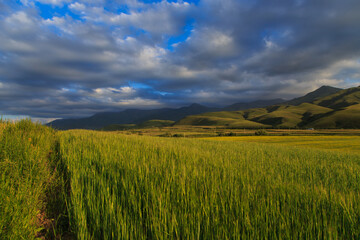 Fototapeta premium Beautiful spring and summer landscape. Lush green hills. Spring blooming herbs.