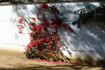 Great bougainvillea blossomed along the white wall. Bougainvillea spectabilis.
