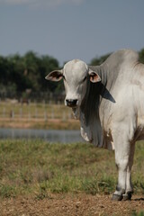 Pecuária, Bovinocultura, Nelore, Fazenda, Mato grosso, Cerrado, Brasil, corte, frigorífico