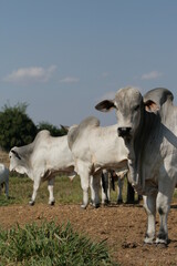 Pecuária, Bovinocultura, Nelore, Fazenda, Mato grosso, Cerrado, Brasil, corte, frigorífico