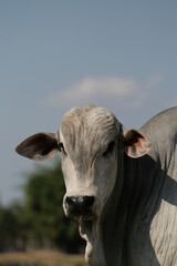 Pecuária, Bovinocultura, Nelore, Fazenda, Mato grosso, Cerrado, Brasil, corte, frigorífico