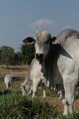 Pecuária, Bovinocultura, Nelore, Fazenda, Mato grosso, Cerrado, Brasil, corte, frigorífico