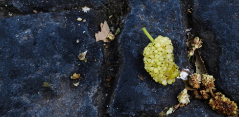 The fruit of a green white mulberry on a dark blue stone background. Morus alba, white mulberry.
