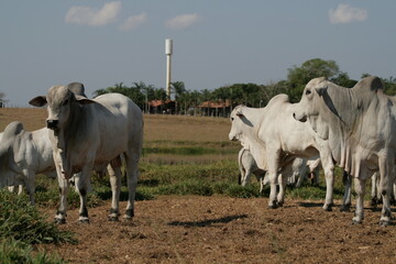 Pecuária, Bovinocultura, Nelore, Fazenda, Mato grosso, Cerrado, Brasil, corte, frigorífico