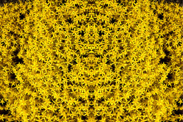 Bright colorful background of small yellow flowers in the form of stars in the open air