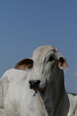 Pecu&aacute;ria, Bovinocultura, Nelore, Fazenda, Mato grosso, Cerrado, Brasil, corte, frigor&iacute;fico