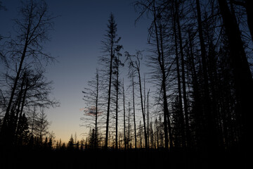 forest at night