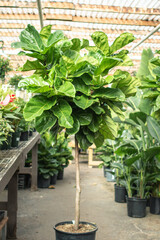 Fiddle Leaf Fig