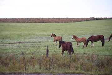Naklejka na ściany i meble Creole horses in pasture field in winter morning and intense cold