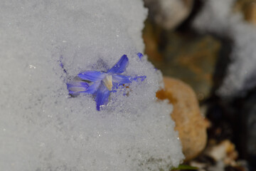 Blaustern im Frühjahr unter Schnee