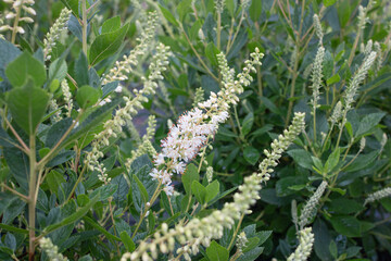 Clethra
