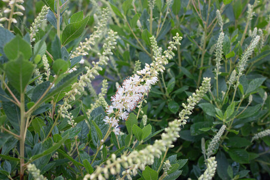 Clethra