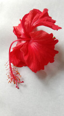 red hibiscus flower on white background