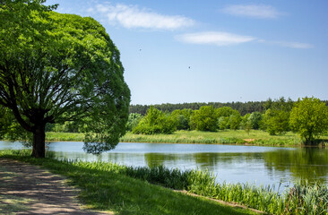 Sunny day at the lake in the forest