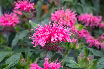 Obraz premium Monarda