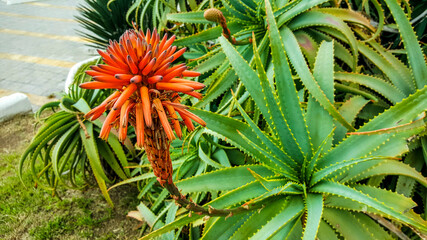 A red flower bloomed from the aloe.