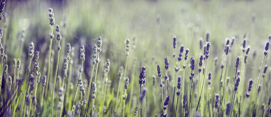 Purple lavender flower in field. Summer scenic landscape banner design.