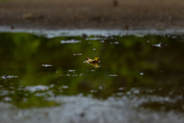 fallen leave on the water