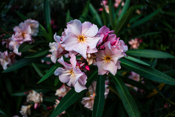 Flores rosadas claras