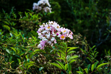 Flores blancas con toque rosa 