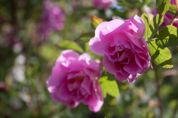 rose