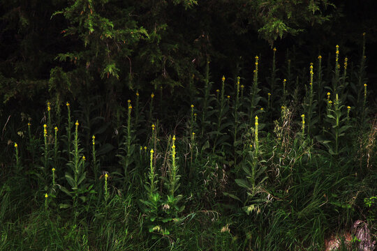 Starburst, Bright Yellow Flowers pop out of a dark landscape along Lake Yankton, South Dakota